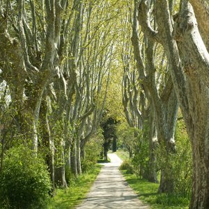 l'allée de platanes