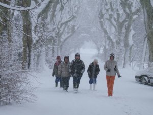 platanes sous la neige